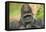 Lowland Gorilla Close-Up of Head-null-Framed Premier Image Canvas