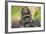 Lowland Gorilla Close-Up of Head-null-Framed Photographic Print