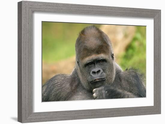 Lowland Gorilla Close-Up of Head-null-Framed Photographic Print