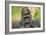 Lowland Gorilla Close-Up of Head-null-Framed Photographic Print