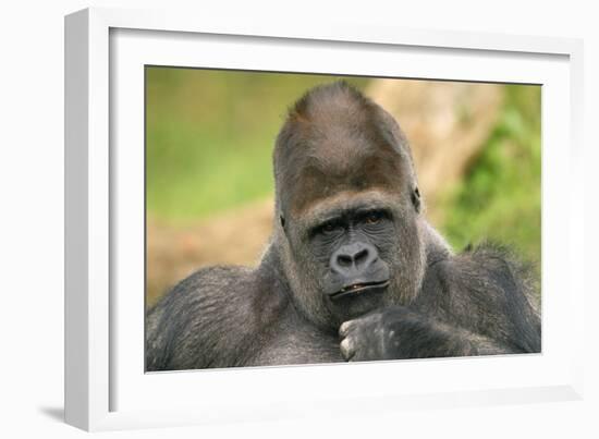 Lowland Gorilla Close-Up of Head-null-Framed Photographic Print