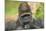 Lowland Gorilla Close-Up of Head-null-Mounted Photographic Print