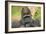 Lowland Gorilla Close-Up of Head-null-Framed Photographic Print