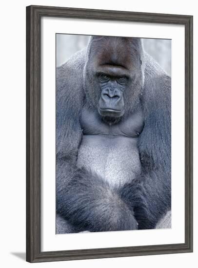 Lowland Gorilla, Gorilla Gorilla Gorilla, Male, Cropped-Ronald Wittek-Framed Photographic Print