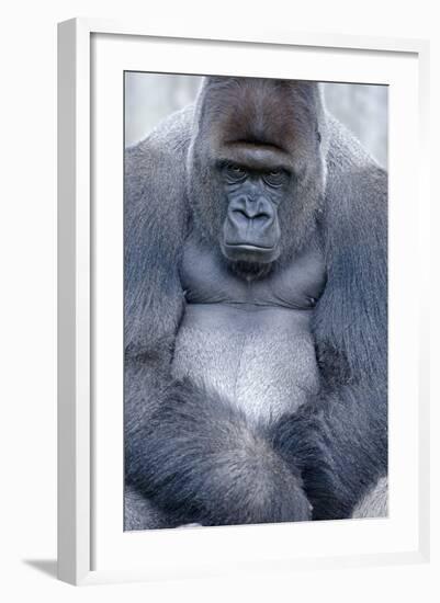 Lowland Gorilla, Gorilla Gorilla Gorilla, Male, Cropped-Ronald Wittek-Framed Photographic Print