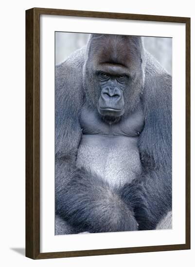 Lowland Gorilla, Gorilla Gorilla Gorilla, Male, Cropped-Ronald Wittek-Framed Photographic Print