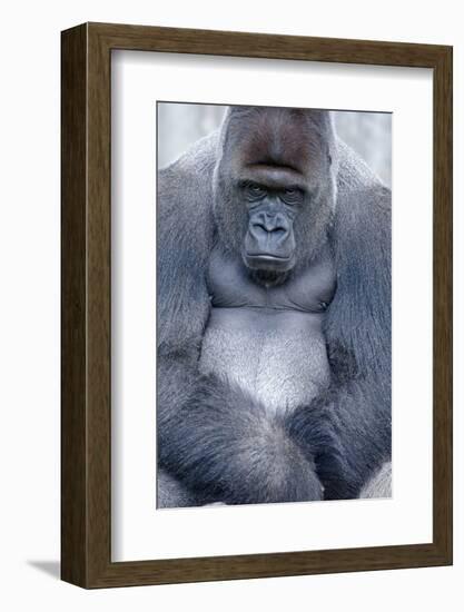 Lowland Gorilla, Gorilla Gorilla Gorilla, Male, Cropped-Ronald Wittek-Framed Photographic Print