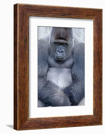 Lowland Gorilla, Gorilla Gorilla Gorilla, Male, Cropped-Ronald Wittek-Framed Photographic Print