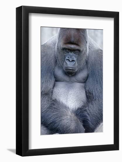 Lowland Gorilla, Gorilla Gorilla Gorilla, Male, Cropped-Ronald Wittek-Framed Photographic Print