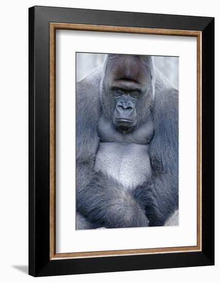 Lowland Gorilla, Gorilla Gorilla Gorilla, Male, Cropped-Ronald Wittek-Framed Photographic Print