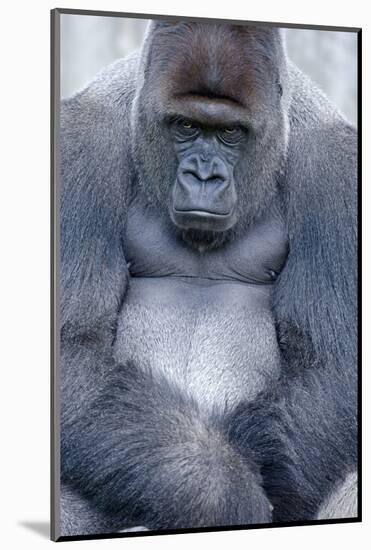 Lowland Gorilla, Gorilla Gorilla Gorilla, Male, Cropped-Ronald Wittek-Mounted Photographic Print