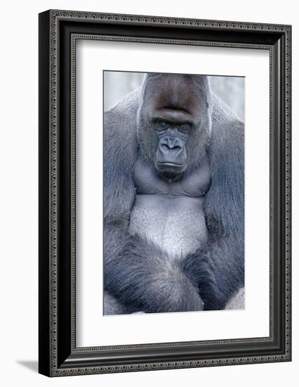 Lowland Gorilla, Gorilla Gorilla Gorilla, Male, Cropped-Ronald Wittek-Framed Photographic Print