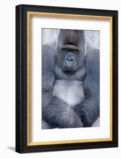 Lowland Gorilla, Gorilla Gorilla Gorilla, Male, Cropped-Ronald Wittek-Framed Photographic Print