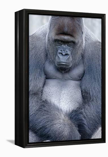 Lowland Gorilla, Gorilla Gorilla Gorilla, Male, Cropped-Ronald Wittek-Framed Premier Image Canvas