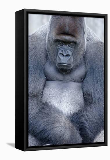 Lowland Gorilla, Gorilla Gorilla Gorilla, Male, Cropped-Ronald Wittek-Framed Premier Image Canvas