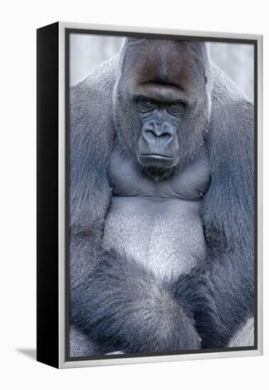 Lowland Gorilla, Gorilla Gorilla Gorilla, Male, Cropped-Ronald Wittek-Framed Premier Image Canvas