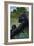 Lowland Gorilla - Lithograph Series-Lantern Press-Framed Art Print