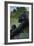 Lowland Gorilla - Lithograph Series-Lantern Press-Framed Art Print