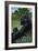 Lowland Gorilla - Lithograph Series-Lantern Press-Framed Art Print