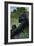 Lowland Gorilla - Lithograph Series-Lantern Press-Framed Art Print