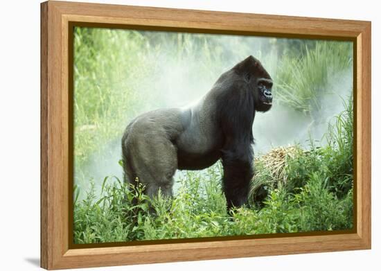 Lowland Gorilla Male Silverback-null-Framed Premier Image Canvas