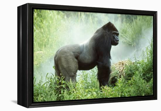 Lowland Gorilla Male Silverback-null-Framed Premier Image Canvas