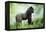 Lowland Gorilla Male Silverback-null-Framed Premier Image Canvas