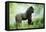 Lowland Gorilla Male Silverback-null-Framed Premier Image Canvas