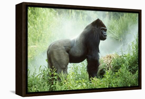 Lowland Gorilla Male Silverback-null-Framed Premier Image Canvas