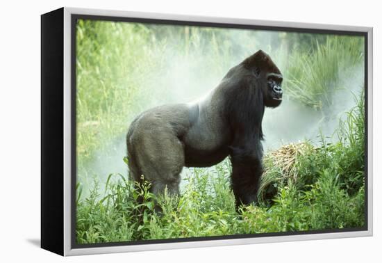 Lowland Gorilla Male Silverback-null-Framed Premier Image Canvas