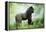 Lowland Gorilla Male Silverback-null-Framed Premier Image Canvas