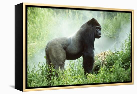 Lowland Gorilla Male Silverback-null-Framed Premier Image Canvas