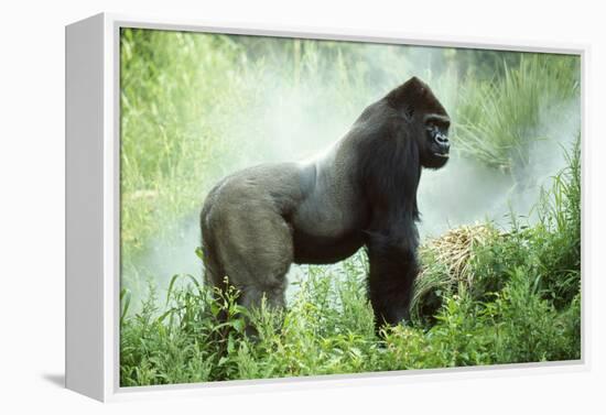 Lowland Gorilla Male Silverback-null-Framed Premier Image Canvas