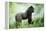 Lowland Gorilla Male Silverback-null-Framed Premier Image Canvas