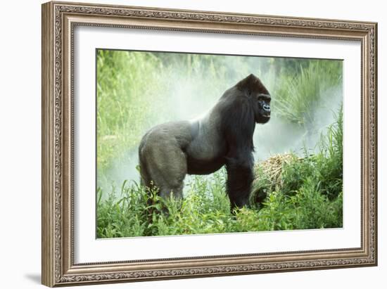 Lowland Gorilla Male Silverback-null-Framed Photographic Print