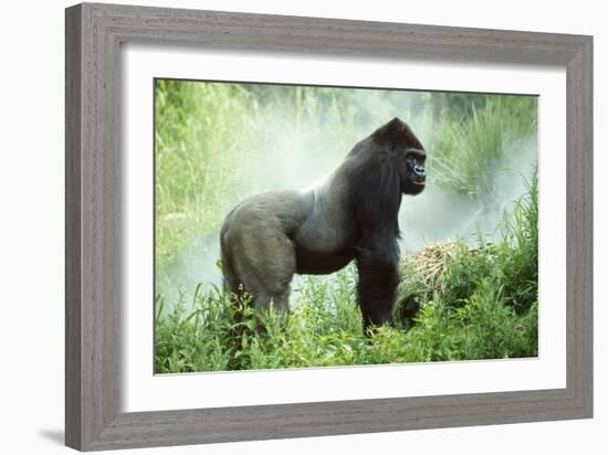 Lowland Gorilla Male Silverback-null-Framed Photographic Print