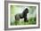 Lowland Gorilla Male Silverback-null-Framed Photographic Print