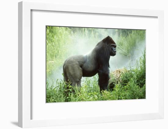 Lowland Gorilla Male Silverback-null-Framed Photographic Print