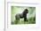 Lowland Gorilla Male Silverback-null-Framed Photographic Print