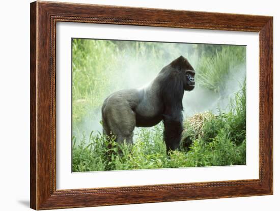 Lowland Gorilla Male Silverback-null-Framed Photographic Print