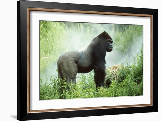 Lowland Gorilla Male Silverback-null-Framed Photographic Print