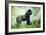 Lowland Gorilla Male Silverback-null-Framed Photographic Print