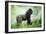 Lowland Gorilla Male Silverback-null-Framed Photographic Print