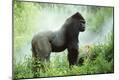 Photographic Print