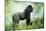 Lowland Gorilla Male Silverback-null-Mounted Photographic Print