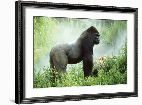 Lowland Gorilla Male Silverback-null-Framed Photographic Print