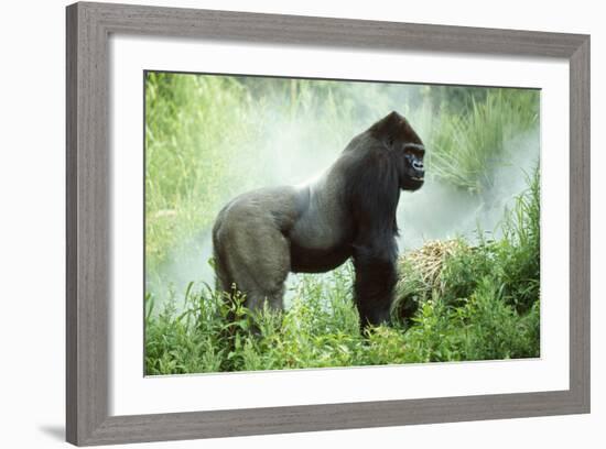 Lowland Gorilla Male Silverback-null-Framed Photographic Print