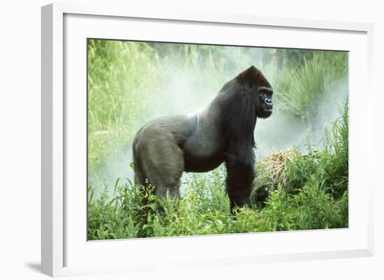 Lowland Gorilla Male Silverback-null-Framed Photographic Print