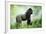 Lowland Gorilla Male Silverback-null-Framed Photographic Print