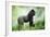 Lowland Gorilla Male Silverback-null-Framed Photographic Print